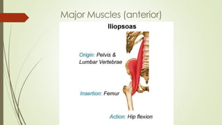 Major Muscles (anterior)
 