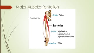 Major Muscles (anterior)
 