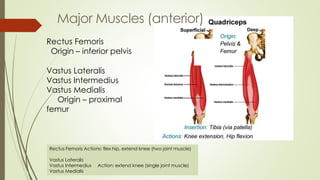 Rectus Femoris Actions: flex hip, extend knee (two joint muscle)
Vastus Lateralis
Vastus Intermedius Action: extend knee (single joint muscle)
Vastus Medialis
Rectus Femoris
Origin – inferior pelvis
Vastus Lateralis
Vastus Intermedius
Vastus Medialis
Origin – proximal
femur
Major Muscles (anterior)
 