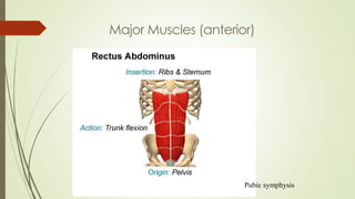 Pubic symphysis
Major Muscles (anterior)
 