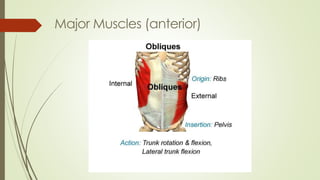 Major Muscles (anterior)
 