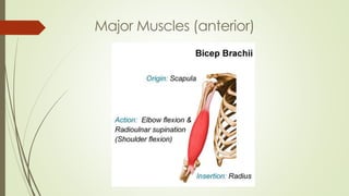 Major Muscles (anterior)
 
