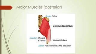 Major Muscles (posterior)
 