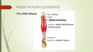 Two Joint Muscle
Major Muscles (posterior)
 