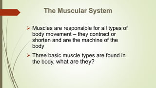 The Muscular System
 Muscles are responsible for all types of
body movement – they contract or
shorten and are the machine of the
body
 Three basic muscle types are found in
the body, what are they?
 