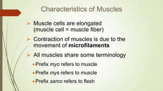 Characteristics of Muscles
 Muscle cells are elongated
(muscle cell = muscle fiber)
 Contraction of muscles is due to the
movement of microfilaments
 All muscles share some terminology
Prefix myo refers to muscle
Prefix mys refers to muscle
Prefix sarco refers to flesh
 