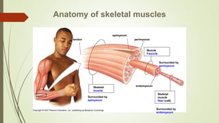Anatomy of skeletal muscles
Skeletal
muscle
fiber (cell)
Muscle
Fascicle
Surrounded by
perimysium
Surrounded by
endomysium
endomysium
perimysium
Skeletal
muscle
Surrounded by
epimysium
epimysium
tendon
 