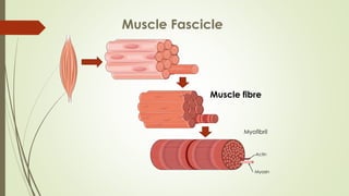 Muscle Fascicle
Muscle fibre
Myofibril
Actin
Myosin
 