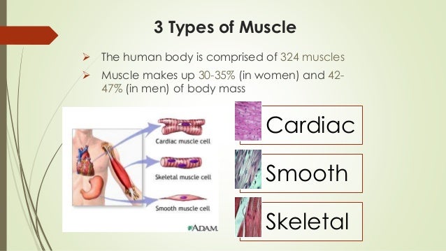 Major muscles 1
