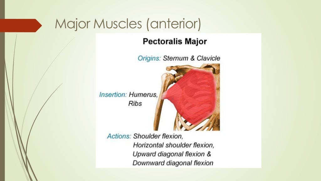 Major muscles 1