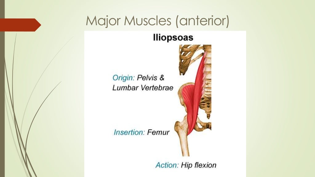 Major muscles 1
