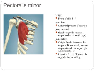 Pectoralis minor
Origin
 Front of ribs 3–5
Insertion
 Coracoid process of scapula
Joint crossed
 Shoulder girdle (moves
scapula relative to rib cage)
Joint action
 Origin fixed: Protracts the
scapula. Downwardly rotates
scapula (works as a synergist
with rhomboids)
 Insertion fixed: Elevates rib
cage during breathing

 