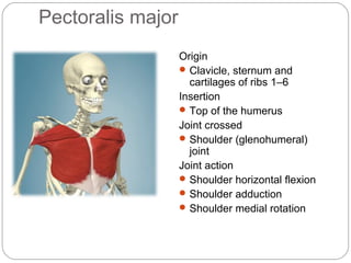 Pectoralis major
Origin
 Clavicle, sternum and
cartilages of ribs 1–6
Insertion
 Top of the humerus
Joint crossed
 Shoulder (glenohumeral)
joint
Joint action
 Shoulder horizontal flexion
 Shoulder adduction
 Shoulder medial rotation

 