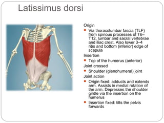 Latissimus dorsi
Origin
 Via thoracolumbar fascia (TLF)
from spinous processes of T6–
T12, lumbar and sacral vertebrae
and iliac crest. Also lower 3–4
ribs and bottom (inferior) edge of
scapula
Insertion
 Top of the humerus (anterior)
Joint crossed
 Shoulder (glenohumeral) joint
Joint action
 Origin fixed: adducts and extends
arm. Assists in medial rotation of
the arm. Depresses the shoulder
girdle via the insertion on the
humerus
 Insertion fixed: tilts the pelvis
forwards

 