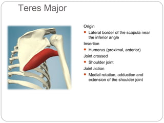 Teres Major
Origin
 Lateral border of the scapula near

the inferior angle
Insertion
 Humerus (proximal, anterior)

Joint crossed
 Shoulder joint

Joint action
 Medial rotation, adduction and

extension of the shoulder joint

 