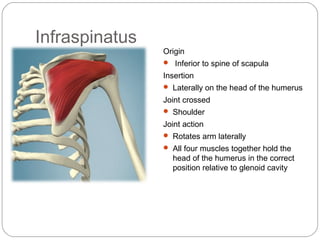 Infraspinatus
Origin
 Inferior to spine of scapula

Insertion
 Laterally on the head of the humerus

Joint crossed
 Shoulder

Joint action
 Rotates arm laterally
 All four muscles together hold the

head of the humerus in the correct
position relative to glenoid cavity

 