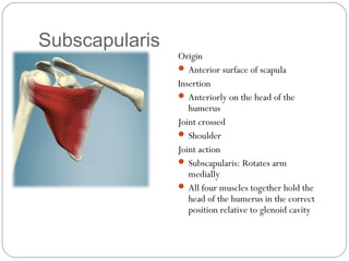 Subscapularis

Origin
 Anterior surface of scapula
Insertion
 Anteriorly on the head of the
humerus
Joint crossed
 Shoulder
Joint action
 Subscapularis: Rotates arm
medially
 All four muscles together hold the
head of the humerus in the correct
position relative to glenoid cavity

 