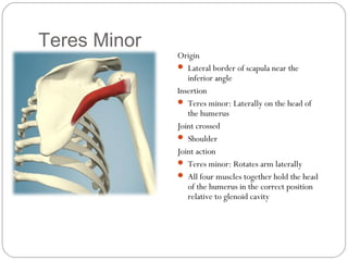 Teres Minor

Origin
 Lateral border of scapula near the
inferior angle
Insertion
 Teres minor: Laterally on the head of
the humerus
Joint crossed
 Shoulder
Joint action
 Teres minor: Rotates arm laterally
 All four muscles together hold the head
of the humerus in the correct position
relative to glenoid cavity

 