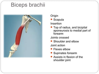 Biceps brachii
Origin
 Scapula
Insertion
 Top of radius, and bicipital
aponeurosis to medial part of
forearm
Joints crossed
 Shoulder and elbow
Joint action
 Flexes elbow
 Supinates forearm
 Assists in flexion of the
shoulder joint

 