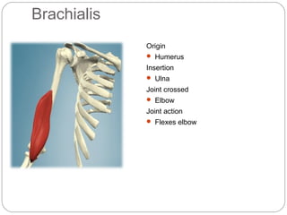 Brachialis
Origin
 Humerus

Insertion
 Ulna

Joint crossed
 Elbow

Joint action
 Flexes elbow

 