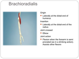 Brachioradialis
Origin
 Laterally at the distal end of
humerus
Insertion
 Laterally at the distal end of the
radius
Joint crossed
 Elbow
Joint action
 Flexion when the forearm is semi

pronated (as in a drinking action).
Assists other flexors

 
