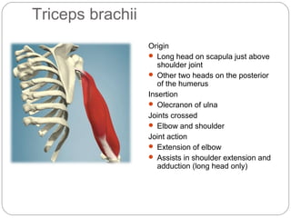 Triceps brachii
Origin
 Long head on scapula just above
shoulder joint
 Other two heads on the posterior
of the humerus
Insertion
 Olecranon of ulna
Joints crossed
 Elbow and shoulder
Joint action
 Extension of elbow
 Assists in shoulder extension and
adduction (long head only)

 