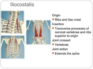Iliocostalis
Origin
 Ribs and iliac crest
Insertion
 Transverse processes of
cervical vertebrae and ribs
superior to origin
Joint crossed
 Vertebrae
Joint action
 Extends the spine

 