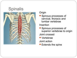 Spinalis

Origin
 Spinous processes of
cervical, thoracic and
lumbar vertebrae
Insertion
 Spinous processes of
superior vertebrae to origin
Joint crossed
 Vertebrae
Joint action
 Extends the spine

 