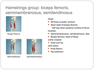 Hamstrings group: biceps femoris,
semimembranosus, semitendinosus
Origin
 All three muscles: Ischium
 Short head of biceps femoris:
half way down posterior surface of femur
Insertion
 Semimembranosus, semitendinosus: tibia
 Biceps femoris: head of fibula
Joints crossed
 Knee and hip
Joint action
 Knee flexion
 Hip extension

 