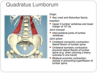 Quadratus Lumborum
Origin
 Iliac crest and Iliolumbar fascia.
Insertion
 Upper 4 lumbar vertebrae and lower
margin of 12th rib.
Joint crossed
 Intervertebral joints of lumbar
vertebrae.
Joint action
 Unilateral concentric contraction:
lateral flexion of lumbar spine.
 Unilateral isometric contraction:
prevents lateral flexion of lumbar
spine (e.g. when carrying a heavy
suitcase in one hand).
 Bilateral eccentric contraction:
assists in preventing hyperflexion of
lumbar spine.

 
