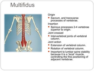 Multifidus
Origin
 Sacrum, and transverse
processes of vertebrae.
Insertion
 Spinous processes 2-4 vertebrae
superior to origin.
Joint crossed
 Intervertebral joints of vertebral
column.
Joint action
 Extension of vertebral column.
 Rotation of vertebral column.
 Important to lumbar spine stability
because it is a ‘local’ muscle,
controlling the fine positioning of
adjacent vertebrae.

 