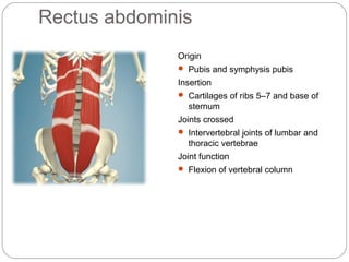 Rectus abdominis
Origin
 Pubis and symphysis pubis

Insertion
 Cartilages of ribs 5–7 and base of

sternum
Joints crossed
 Intervertebral joints of lumbar and

thoracic vertebrae
Joint function
 Flexion of vertebral column

 