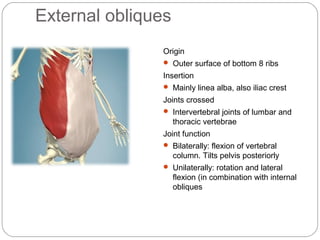 External obliques
Origin
 Outer surface of bottom 8 ribs

Insertion
 Mainly linea alba, also iliac crest

Joints crossed
 Intervertebral joints of lumbar and

thoracic vertebrae
Joint function
 Bilaterally: flexion of vertebral

column. Tilts pelvis posteriorly
 Unilaterally: rotation and lateral

flexion (in combination with internal
obliques

 