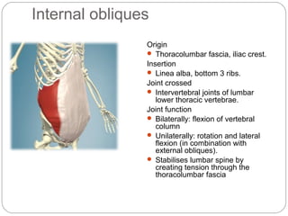 Internal obliques
Origin
 Thoracolumbar fascia, iliac crest.
Insertion
 Linea alba, bottom 3 ribs.
Joint crossed
 Intervertebral joints of lumbar
lower thoracic vertebrae.
Joint function
 Bilaterally: flexion of vertebral
column
 Unilaterally: rotation and lateral
flexion (in combination with
external obliques).
 Stabilises lumbar spine by
creating tension through the
thoracolumbar fascia

 