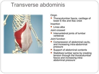 Transverse abdominis
Origin
 Thoracolumbar fascia, cartilage of
lower 6 ribs and Iliac crest
Insertion
 Linea alba
Joint crossed
 Intervertebral joints of lumbar
vertebrae
Joint function
 Compression of abdominal cavity,
and increasing intra-abdominal
pressure
 Support of abdominal contents
 Stabilises lumbar spine by creating
tension through the thoracolumbar
fascia and increasing intraabdominal pressure

 