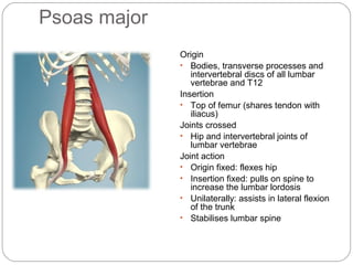 Psoas major
Origin
• Bodies, transverse processes and
intervertebral discs of all lumbar
vertebrae and T12
Insertion
• Top of femur (shares tendon with
iliacus)
Joints crossed
• Hip and intervertebral joints of
lumbar vertebrae
Joint action
• Origin fixed: flexes hip
• Insertion fixed: pulls on spine to
increase the lumbar lordosis
• Unilaterally: assists in lateral flexion
of the trunk
• Stabilises lumbar spine

 