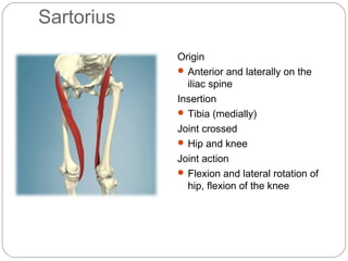 Sartorius
Origin
 Anterior and laterally on the
iliac spine
Insertion
 Tibia (medially)
Joint crossed
 Hip and knee
Joint action
 Flexion and lateral rotation of
hip, flexion of the knee

 