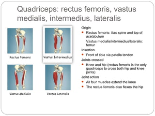 Quadriceps: rectus femoris, vastus
medialis, intermedius, lateralis
Origin
 Rectus femoris: iliac spine and top of
acetabulum
Vastus medialis/intermedius/lateralis:
femur
Insertion
 Front of tibia via patella tendon
Joints crossed
 Knee and hip (rectus femoris is the only
quadriceps to cross both hip and knee
joints)
Joint action
 All four muscles extend the knee
 The rectus femoris also flexes the hip

 
