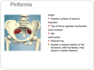 Piriformis
Origin
 Anterior surface of sacrum
Insertion
 Top of femur (greater trochanter)
Joint crossed
 Hip
Joint action
 Abducts hip
 Assists in lateral rotation of hip

(however, with hip flexed, may
assist in medial rotation)

 