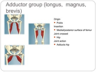 Adductor group (longus, magnus,
brevis)
Origin
 Pubis

Insertion
 Medial/posterior surface of femur

Joint crossed
 Hip

Joint action
 Adducts hip

 