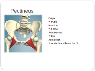 Pectineus
Origin
 Pubis

Insertion
 Femur

Joint crossed
 Hip

Joint action
 Adducts and flexes the hip

 
