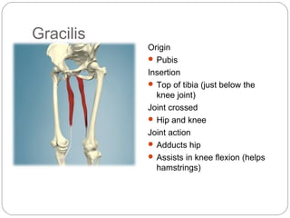 Gracilis
Origin
 Pubis
Insertion
 Top of tibia (just below the
knee joint)
Joint crossed
 Hip and knee
Joint action
 Adducts hip
 Assists in knee flexion (helps
hamstrings)

 