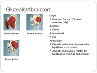 Gluteals/Abductors
Origin
 Ilium and Sacrum (Gluteus

maximus only)
Insertion
 Femur

Joint crossed
 Hip

Joint action
 Extends and outwardly rotates the

hip (Gluteus maximus)
 Abducts and inwardly rotates the

hip (Gluteus minimus and medius)

 