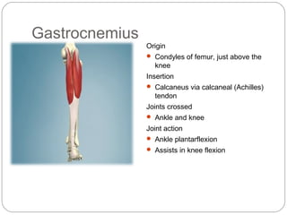 Gastrocnemius
Origin
 Condyles of femur, just above the

knee
Insertion
 Calcaneus via calcaneal (Achilles)

tendon
Joints crossed
 Ankle and knee

Joint action
 Ankle plantarflexion
 Assists in knee flexion

 