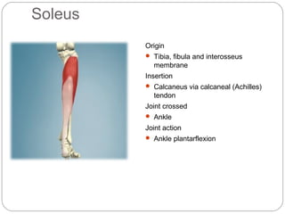 Soleus
Origin
 Tibia, fibula and interosseus

membrane
Insertion
 Calcaneus via calcaneal (Achilles)

tendon
Joint crossed
 Ankle

Joint action
 Ankle plantarflexion

 
