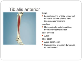 Tibialis anterior
Origin
 Lateral condyle of tibia, upper half

of lateral surface of tibia, and
interosseus membrane
Insertion
 Underside of medial cuneiform

bone and first metatarsal
Joint crossed
 Ankle

Joint action
 Ankle dorsiflexion
 Subtalar joint inversion (turns sole

of foot inwards)

 