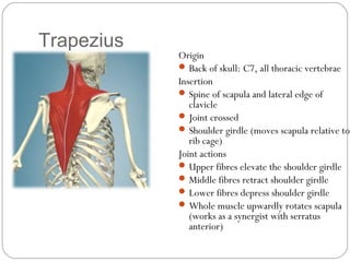 Trapezius

Origin
 Back of skull: C7, all thoracic vertebrae
Insertion
 Spine of scapula and lateral edge of
clavicle
 Joint crossed
 Shoulder girdle (moves scapula relative to
rib cage)
Joint actions
 Upper fibres elevate the shoulder girdle
 Middle fibres retract shoulder girdle
 Lower fibres depress shoulder girdle
 Whole muscle upwardly rotates scapula
(works as a synergist with serratus
anterior)

 