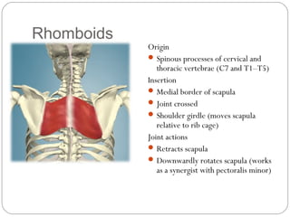 Rhomboids

Origin
 Spinous processes of cervical and
thoracic vertebrae (C7 and T1–T5)
Insertion
 Medial border of scapula
 Joint crossed
 Shoulder girdle (moves scapula
relative to rib cage)
Joint actions
 Retracts scapula
 Downwardly rotates scapula (works
as a synergist with pectoralis minor)

 