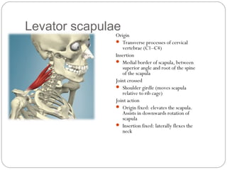 Levator scapulae

Origin
 Transverse processes of cervical
vertebrae (C1–C4)
Insertion
 Medial border of scapula, between
superior angle and root of the spine
of the scapula
Joint crossed
 Shoulder girdle (moves scapula
relative to rib cage)
Joint action
 Origin fixed: elevates the scapula.
Assists in downwards rotation of
scapula
 Insertion fixed: laterally flexes the
neck

 