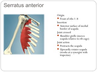 Serratus anterior
Origin
 Front of ribs 1–8
Insertion
 Anterior surface of medial
border of scapula
Joint crossed
 Shoulder girdle (moves
scapula relative to rib cage)
Joint action
 Protracts the scapula
 Upwardly rotates scapula
(works as a synergist with
trapezius)

 